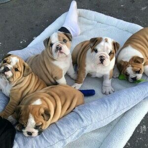 Englishh bulldog puppies.viber me at :+639463422605 | PostAds PH