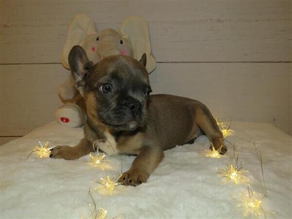 2 Beautiful French Bulldog for sal...viber me at :+639463422605