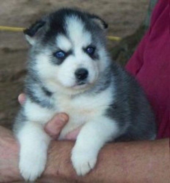 Siberian Husky Puppiess.viber me at :+639463422605