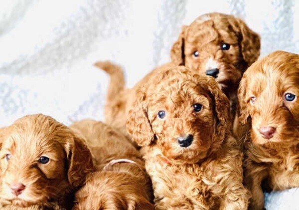 Cockapoo puppies are looking for their fur-ever home