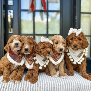 Our Cavapoo puppies..viber me at :+639463422605 | PostAds PH
