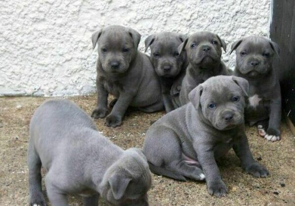 Blue Staffordshire Bull Terrier puppies. .viber me at :+639463422605