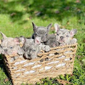 French bulldog pups.viber me at :+639463422605 | PostAds PH