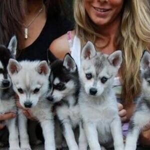 Pedigree Miniature Alaskan Klee Kai Puppies | PostAds PH
