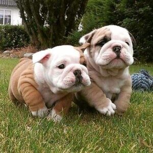 English Bulldog for good homes..viber me at :+639463422605 | PostAds PH