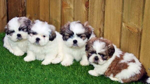 Beautiful Shih Tzu puppies....viber me at :+639463422605