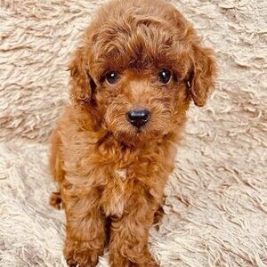 Teacup toy poodle...viber me at :+639463422605 | PostAds PH