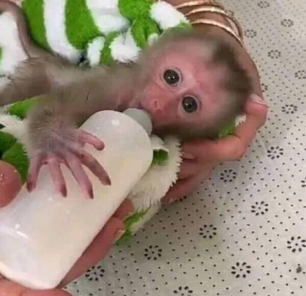 Gorgeous Female Capuchin Monkey.viber me at :+639463422605