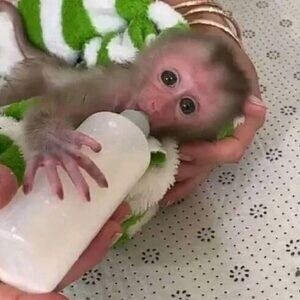 Gorgeous Female Capuchin Monkey.viber me at :+639463422605 | PostAds PH