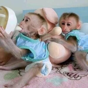 Gorgeous Female Capuchin Monkey | PostAds PH