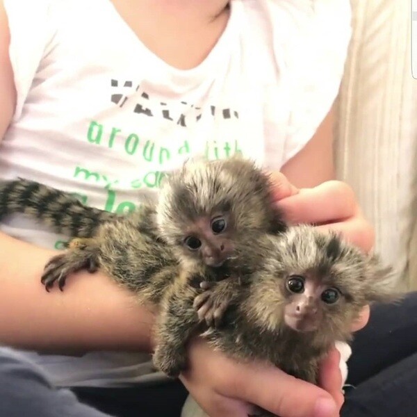 Finger Monkey Babies Available...viber me at :+639463422605