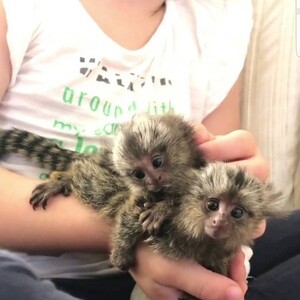 Finger Monkey Babies Available...viber me at :+639463422605 | PostAds PH