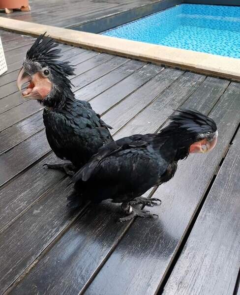 Cute Outstanding Palm Cockatoos Parrots Available For Rehoming 