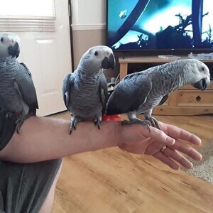 African Grey parrot For ....viber me at :+639463422605 | PostAds PH
