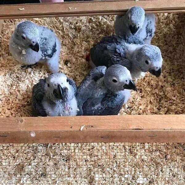 Beautiful African Grey and macaw parrots.viber me at :+639463422605