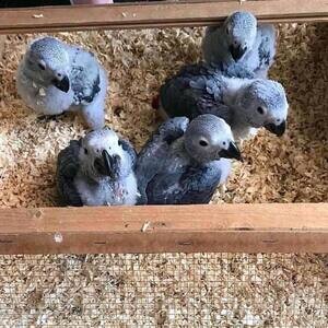 Beautiful African Grey and macaw parrots.viber me at :+639463422605 | PostAds PH