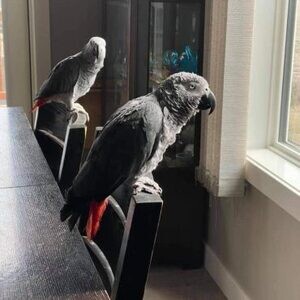 Beautiful African grey parrots available contact us for more informatio | PostAds PH