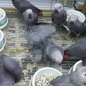 Playful macaw and African grey parrots...viber me at :+639463422605 | PostAds PH