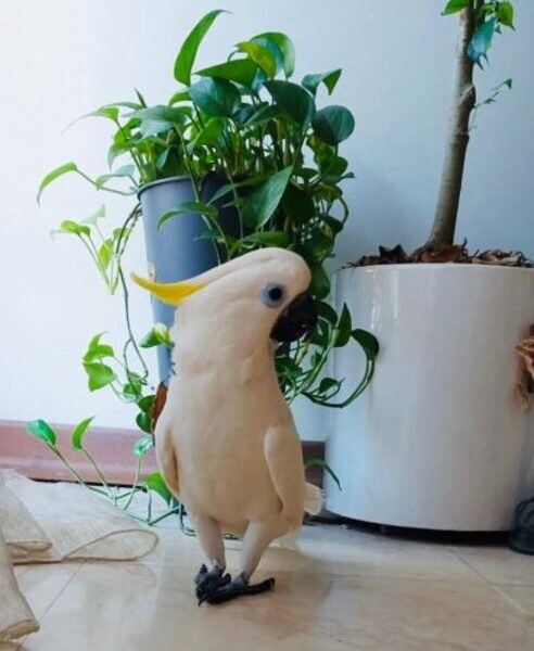 Cockatoo Bird Available…....viber me at :+639463422605