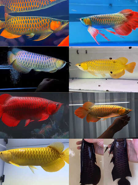 Super Red Arowana Fish And Many Others Available