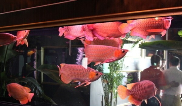 "A" Grade red Arowana fishes and many others available