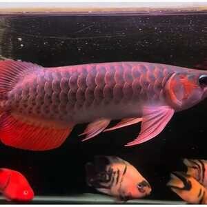 Healthy Tropical Aquarium Arowana fishes | PostAds PH