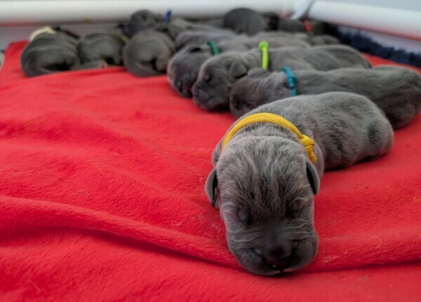 I.C.C.F Cane Corso Puppies