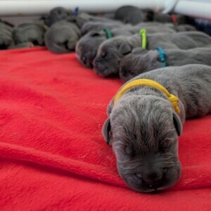 I.C.C.F Cane Corso Puppies | PostAds PH