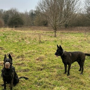Duch scheperd puppy for sale | PostAds PH