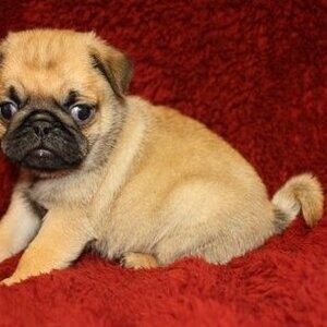 Beautiful Pug puppies whatsapp:+44-7543-4700-27 | PostAds PH
