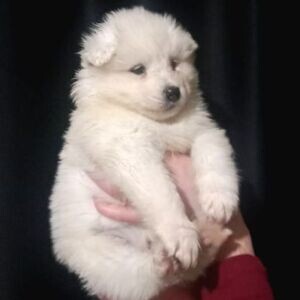 Charming Samoyed Pups whatsapp:+44-7543-4700-27 | PostAds PH