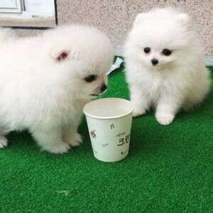 AKC Pomeranian Puppies whatsapp:+44-7543-4700-27 | PostAds PH