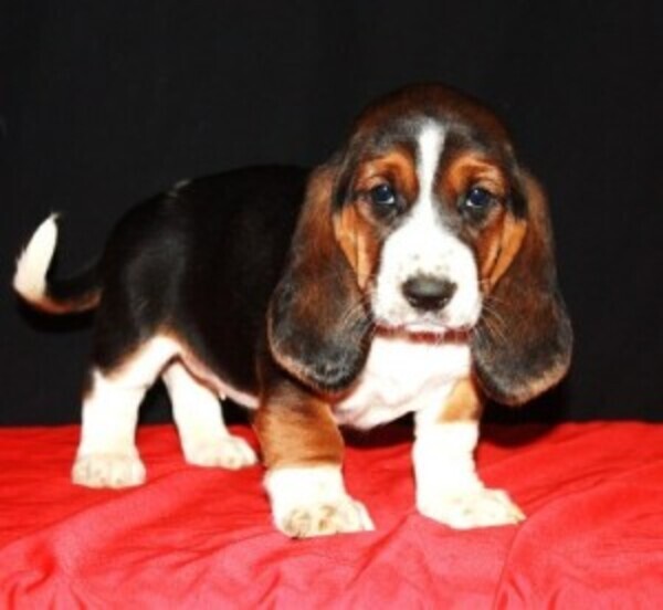 Basset Hounds puppy whatsapp:+44-7543-4700-27