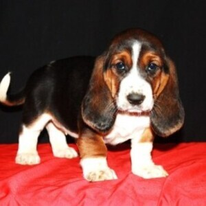 Basset Hounds puppy whatsapp:+44-7543-4700-27 | PostAds PH