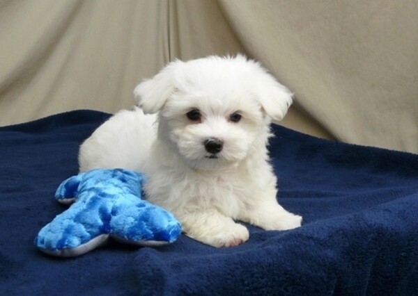 T-Cup Maltese Puppies whatsapp:+44-7543-4700-27