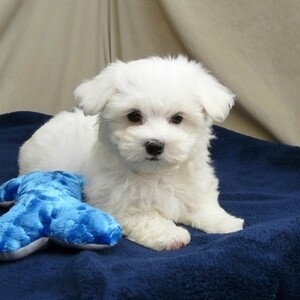 T-Cup Maltese Puppies whatsapp:+44-7543-4700-27 | PostAds PH