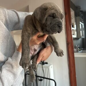 Registered Cane Corso Pup | PostAds PH