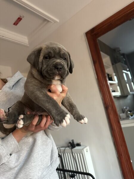 Awesome Cane Corso Puppies