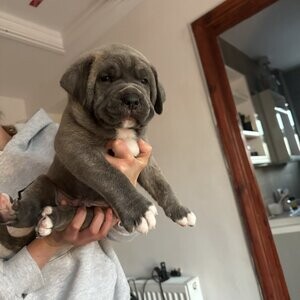 Awesome Cane Corso Puppies | PostAds PH