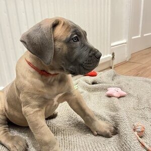 Stunning Cane Corso Puppies | PostAds PH