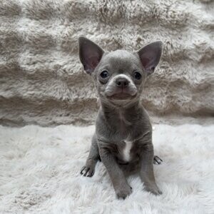 Longhaired Chihauhua Pups | PostAds PH