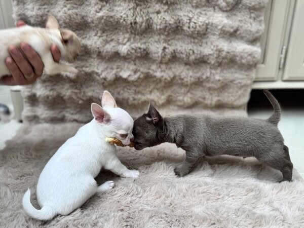 Beutifull Chihuahua Puppies
