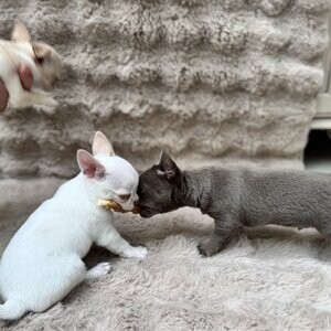 Beutifull Chihuahua Puppies | PostAds PH