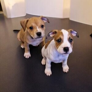 Staffordshire Bull Terrier Pup | PostAds PH