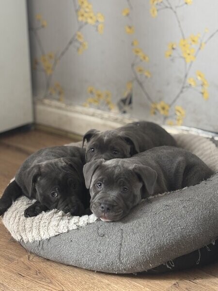staffy puppies for sale