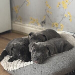 staffy puppies for sale | PostAds PH