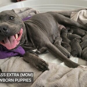 Gorgeous Staffordshire puppies | PostAds PH