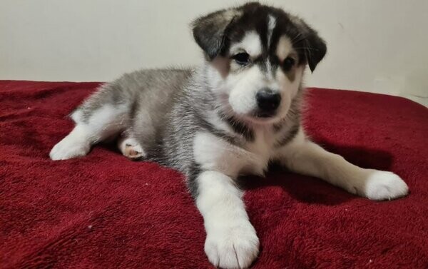 ACA Siberian Husky