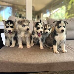 Siberian Husky Puppies ready | PostAds PH