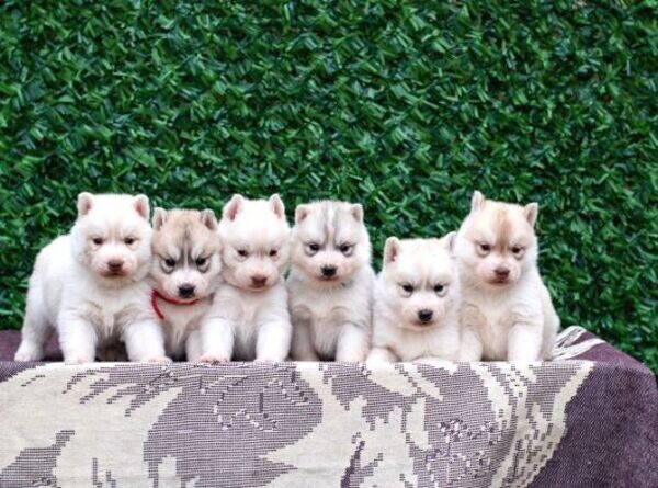 2 Siberian Husky pup